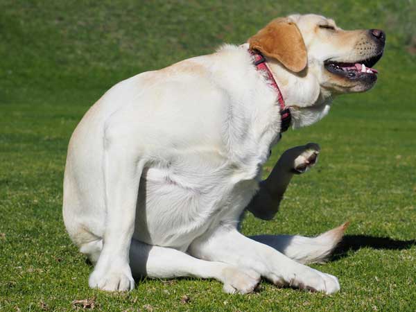 Allergies Du Chien Causes Symptômes Traitements