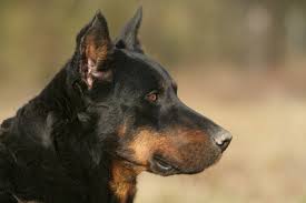 Beauceron : éducation, Caractère, Santé, Prix, Budget - Toutoupourlechien