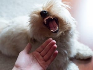 Comment Réagir En Cas De Morsure De Chien