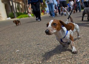 Apprendre La Marche En Laisse à Son Chien