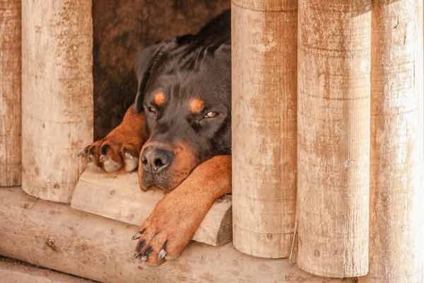 Choisir Une Niche Pour Son Chien