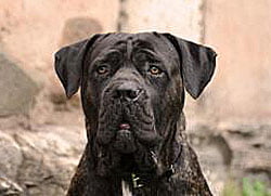 Cane corso poids