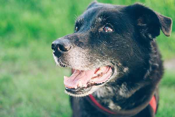 Chien De Rapport Esperance De Vie