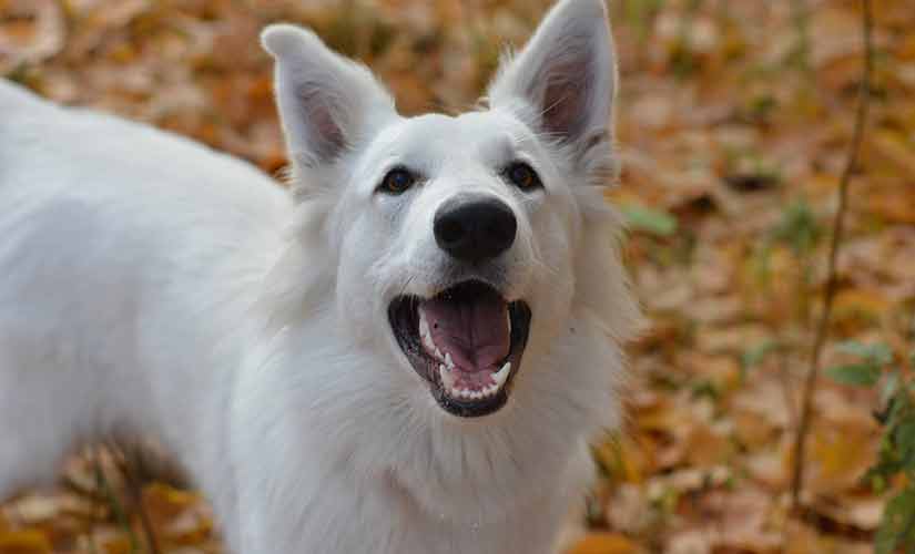 Races De Chiens De Berger Le Top 10 Toutoupourlechiencom